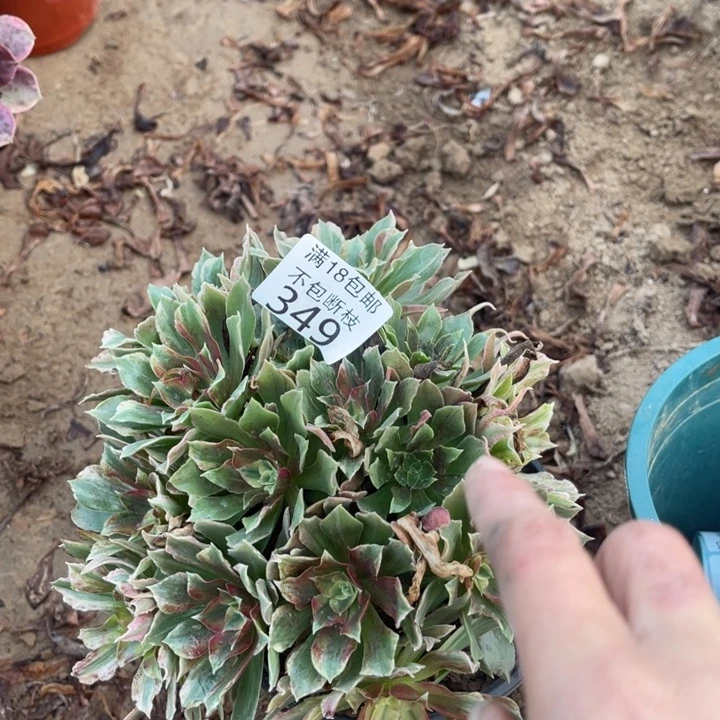 349光辉七彩不太圆1北