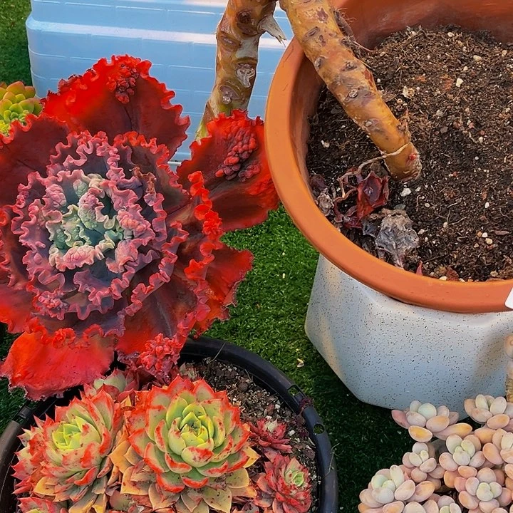 娘*变异包菜2711