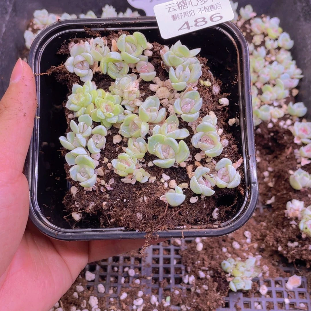 云糖心多肉植物486