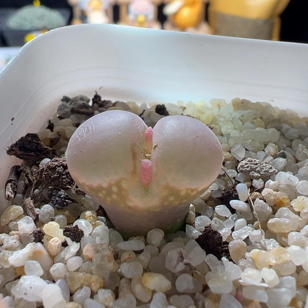 1119-513多肉多肉风铃