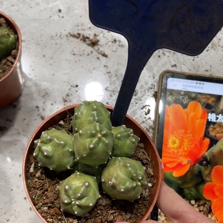 橙桃新品多头一物一拍320