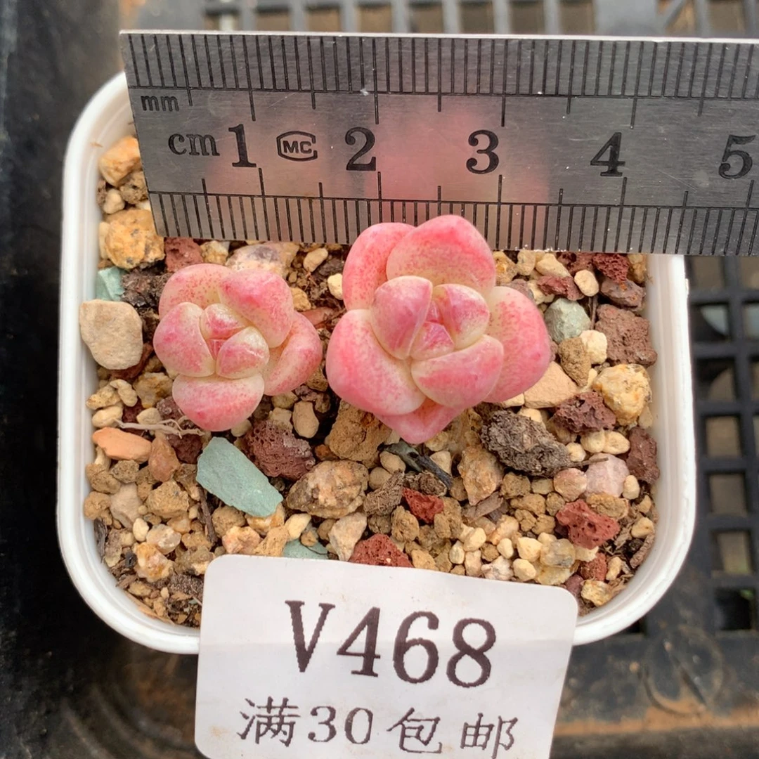 468。福利。血斑mini冰玉。