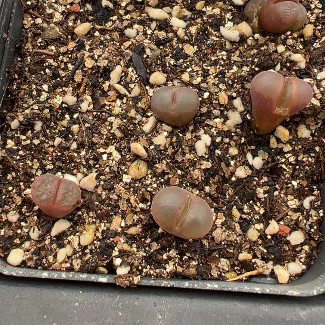 20-199紫霞仙子风铃多肉植物