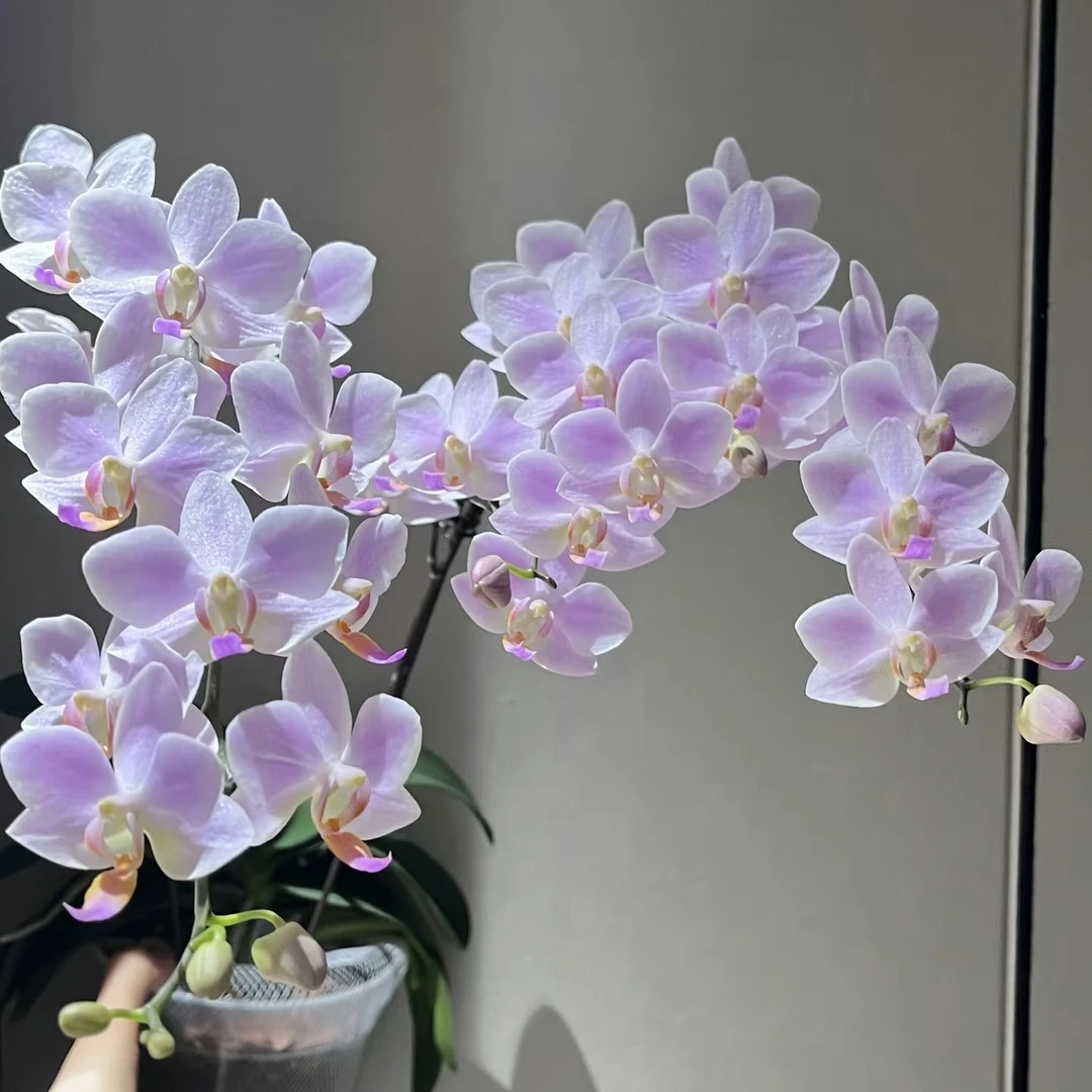 丰花带香味【残雪】3.5寸加高杯 根系不多 剪过花键 单花箭发货