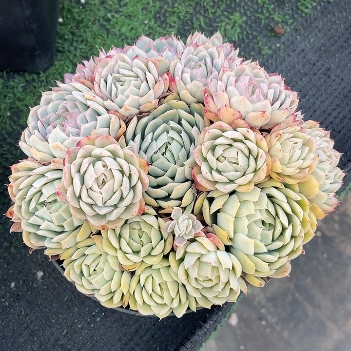 101多肉不带盆土满20包邮发货