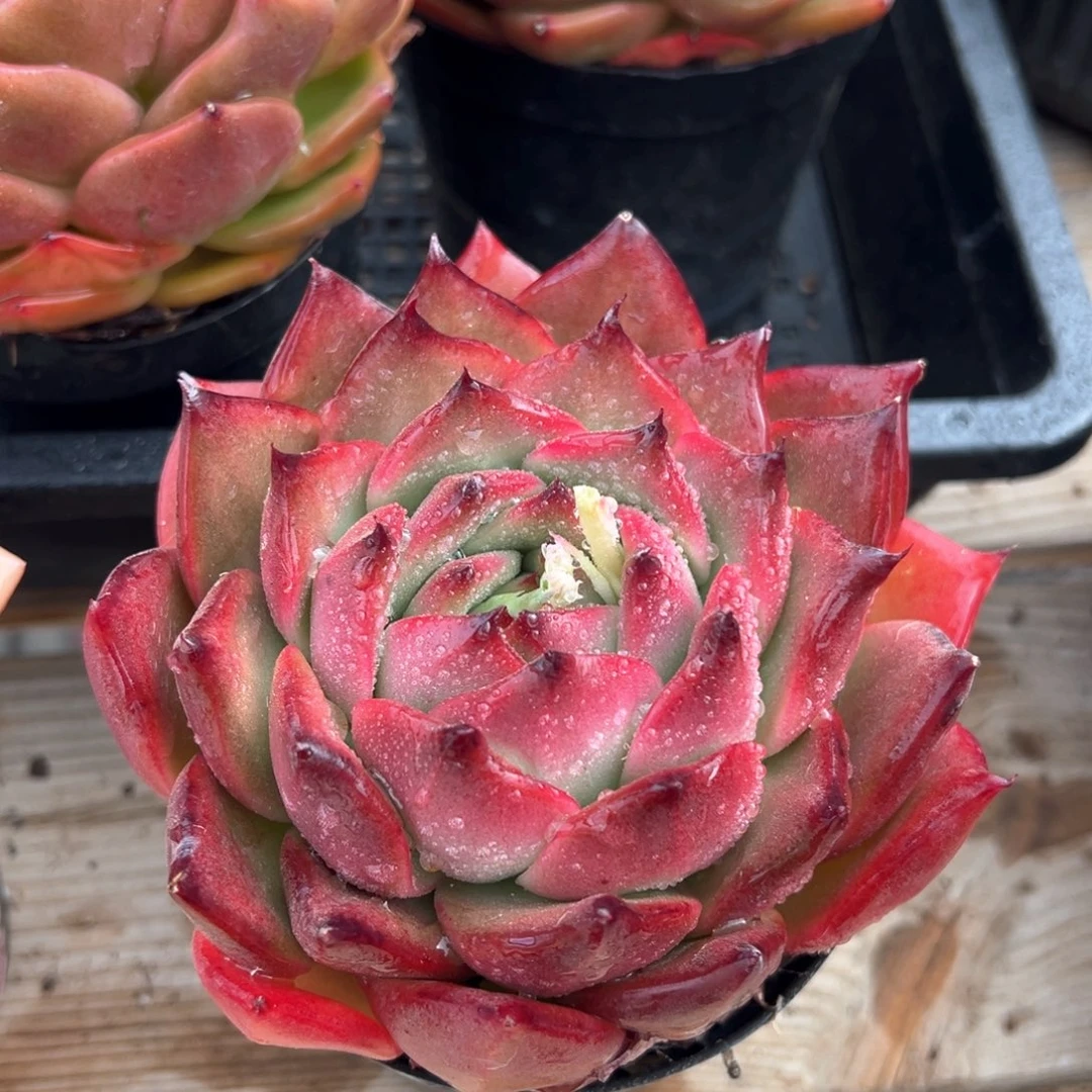 粉钻包子多肉植物