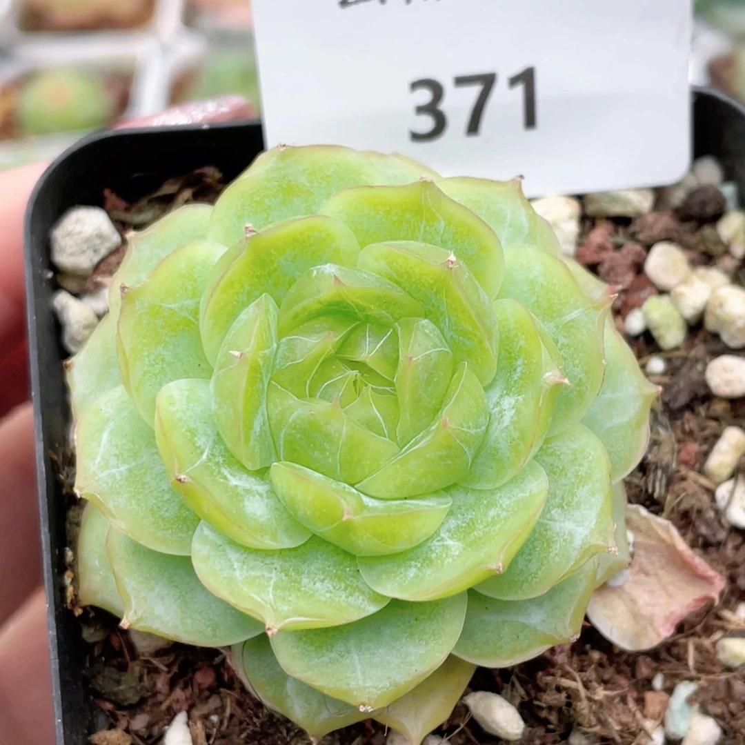 371号糖心冰心珍妮 蔷薇