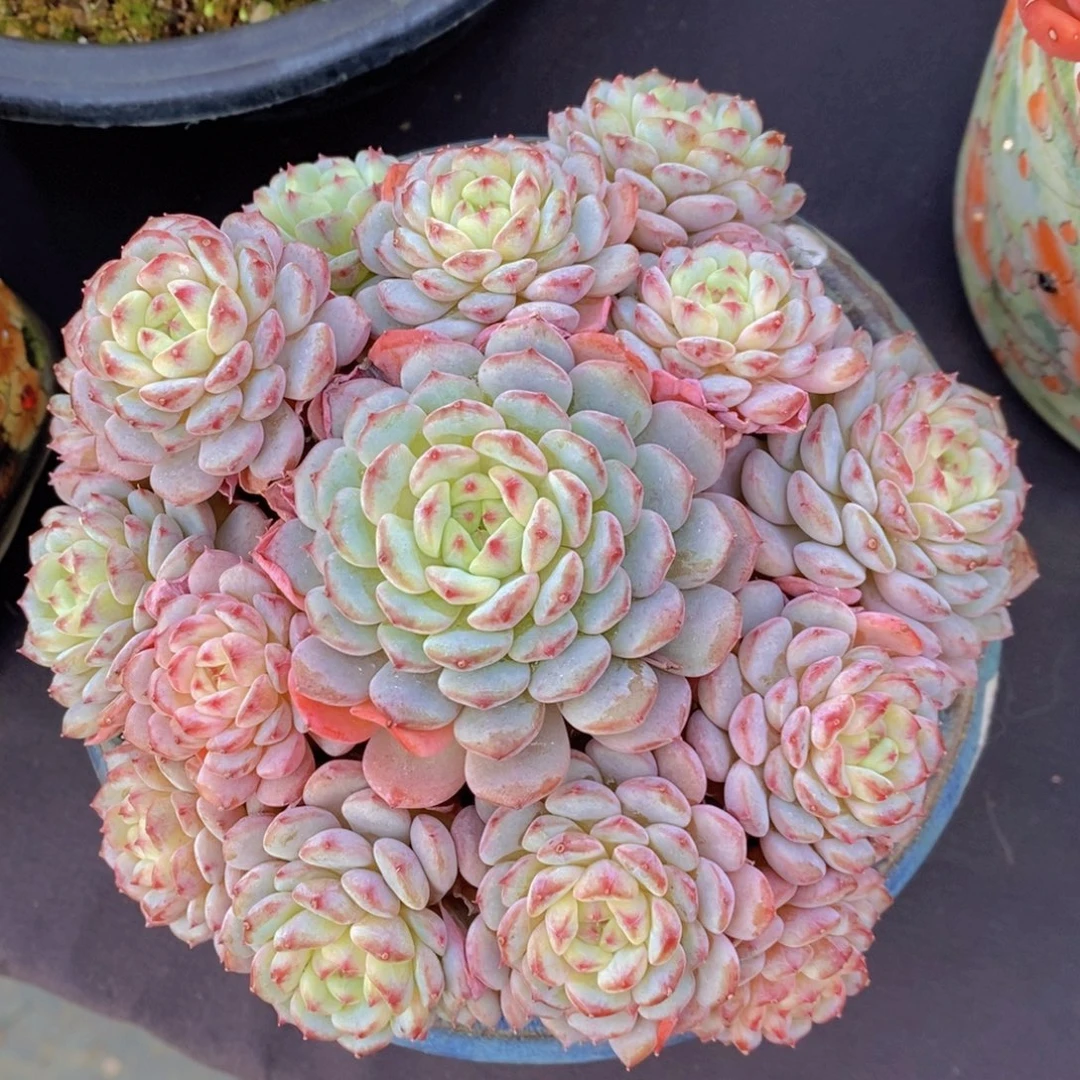 白胖子 一物一拍