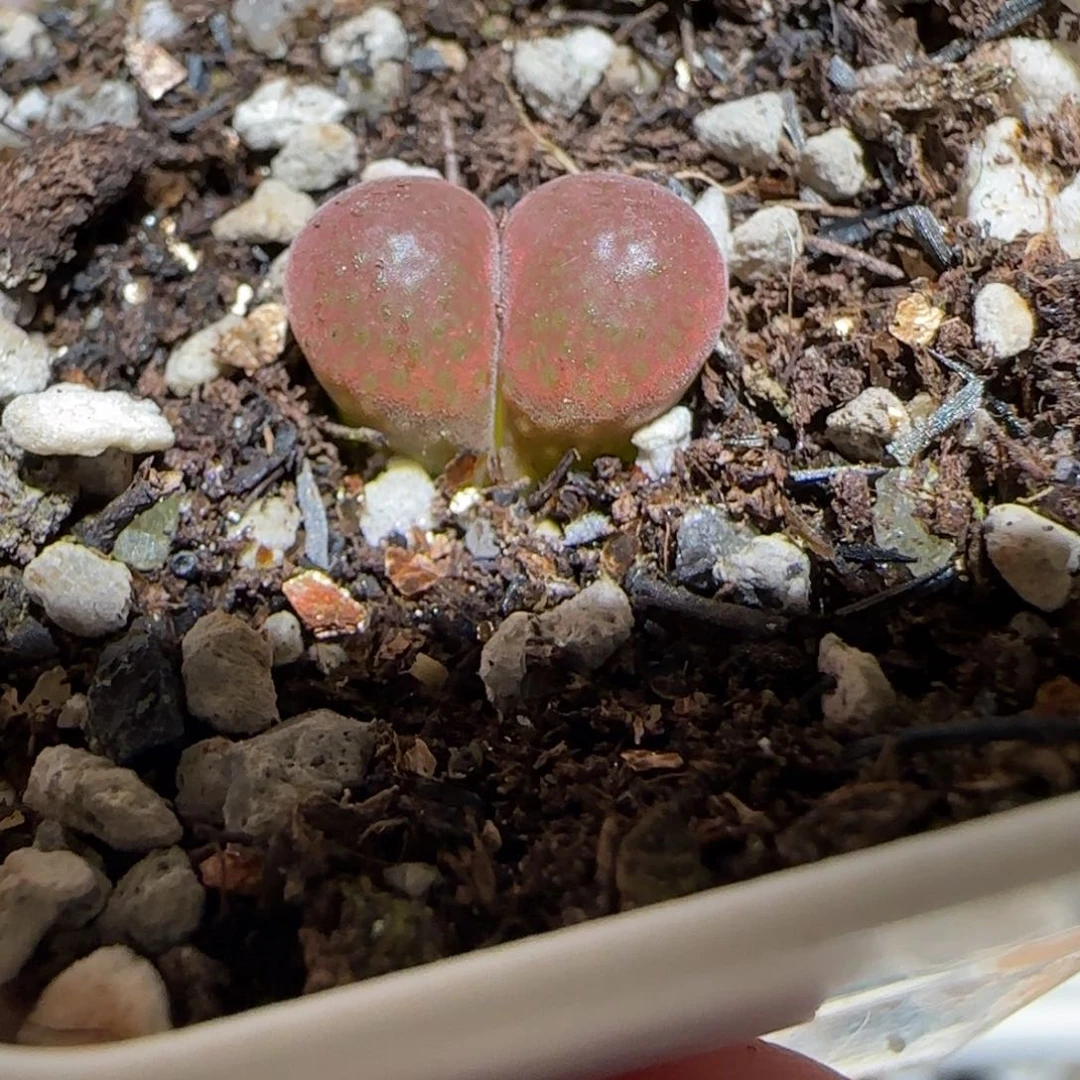 肉锥多肉植物百科-帕法德322