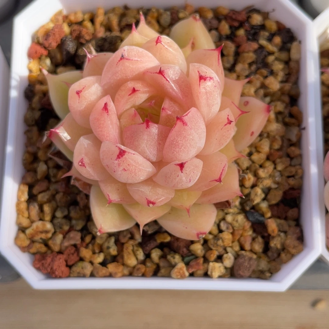 优选麦杆福利多肉1324