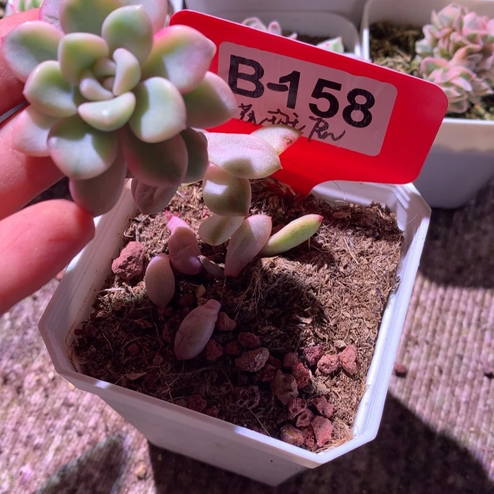 梨***花斑鹿长脖子有根
