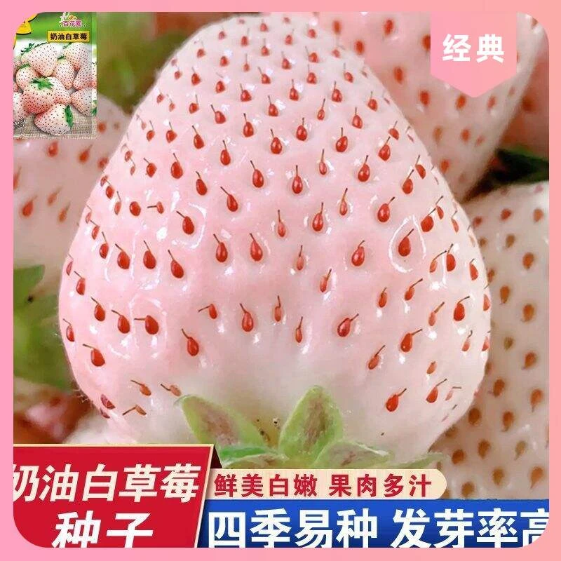 。{力推}{}阳台白草莓播室内奶油庭院盆栽水果易种四季多年生