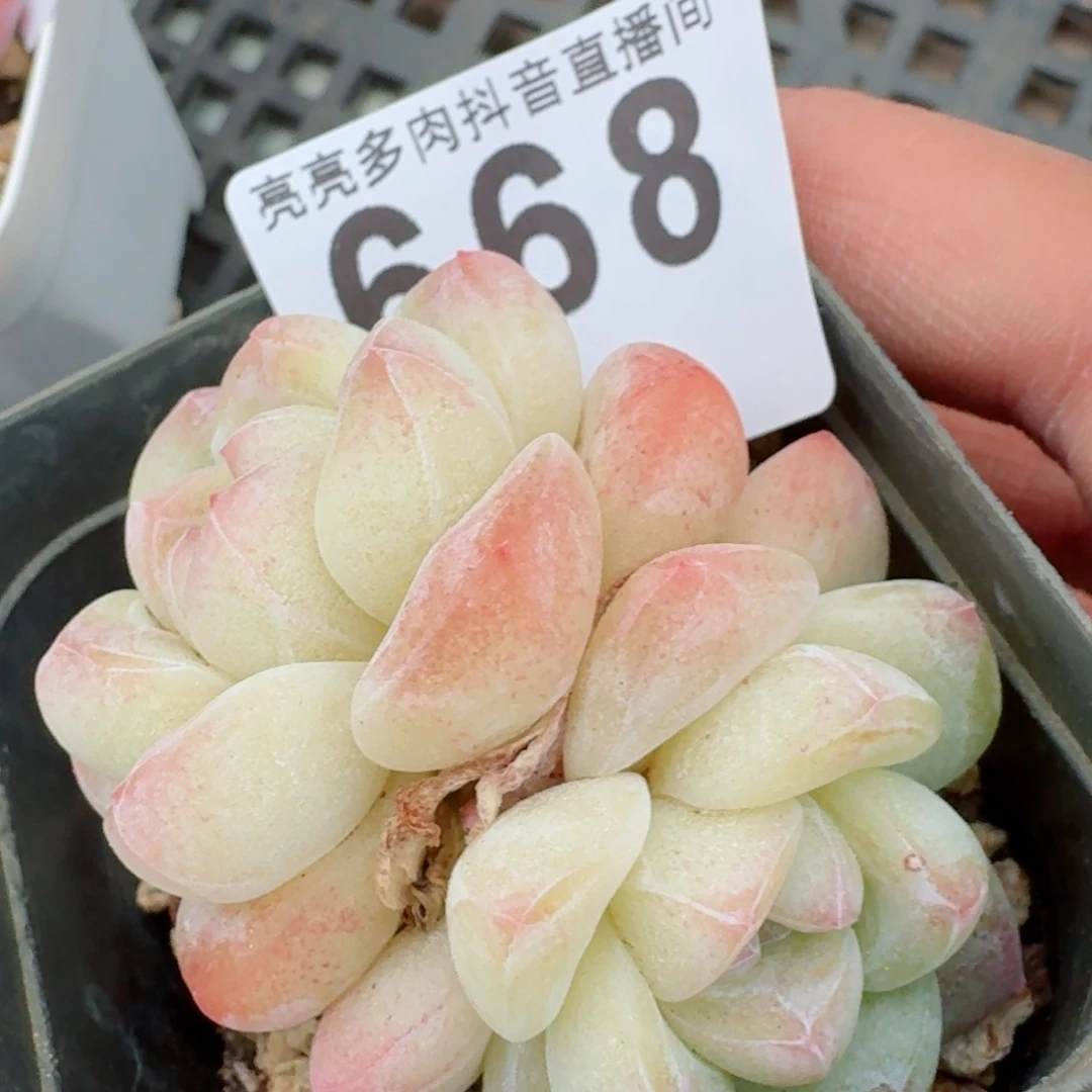 冰玉福利         多肉植物