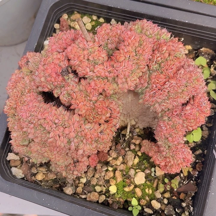 粉姬莲缀1393多肉植物