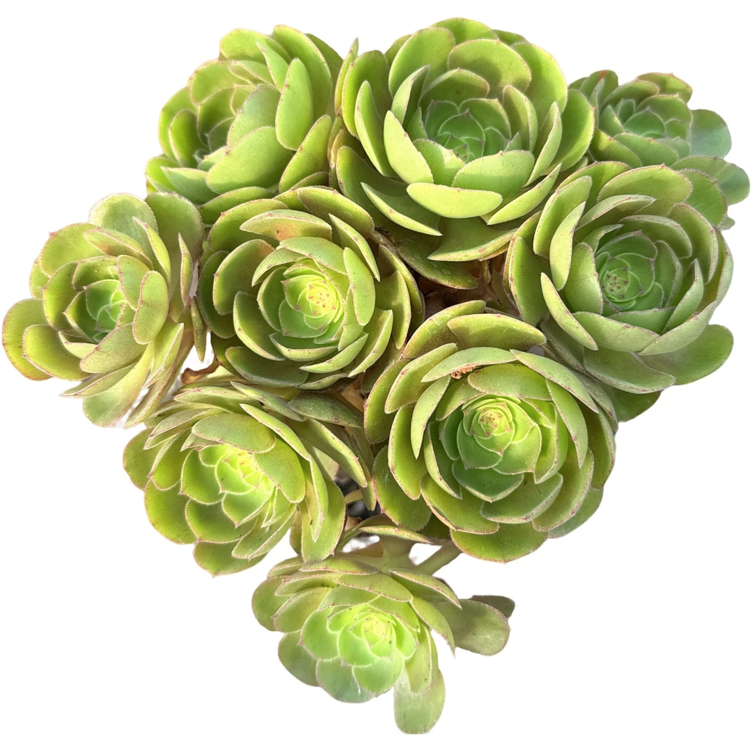 欧紫法师多肉植物