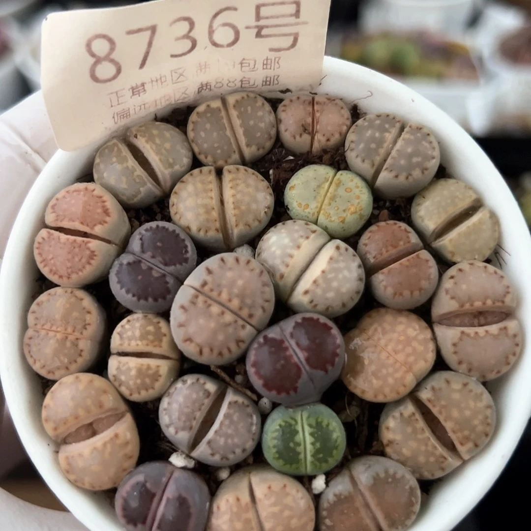 好养易活生石花大母本8736