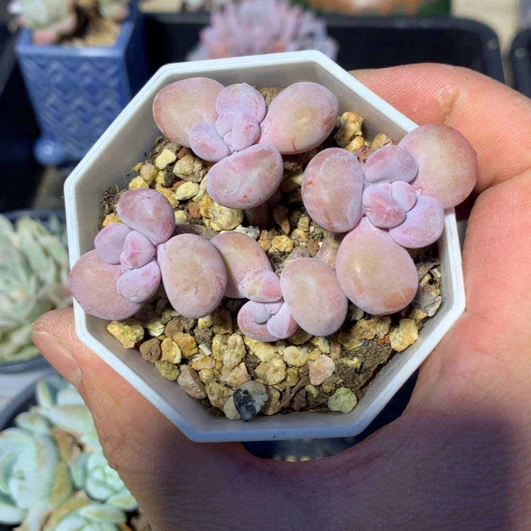 736粉兔多肉一颗7厘米