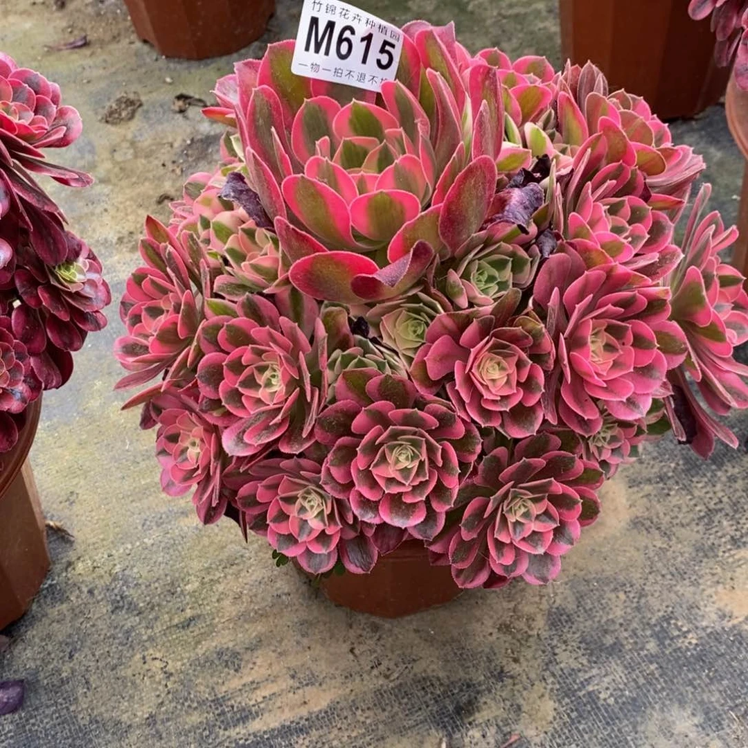 全部花朵615粉女巫嫩桩