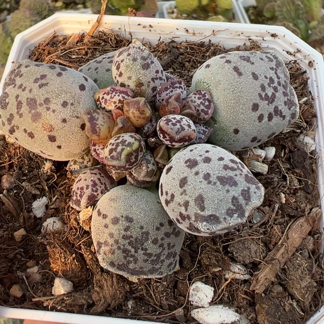 达摩海豹多肉植物水泡多肉植物