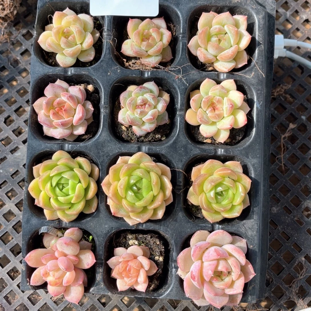 多肉一物一拍13-45