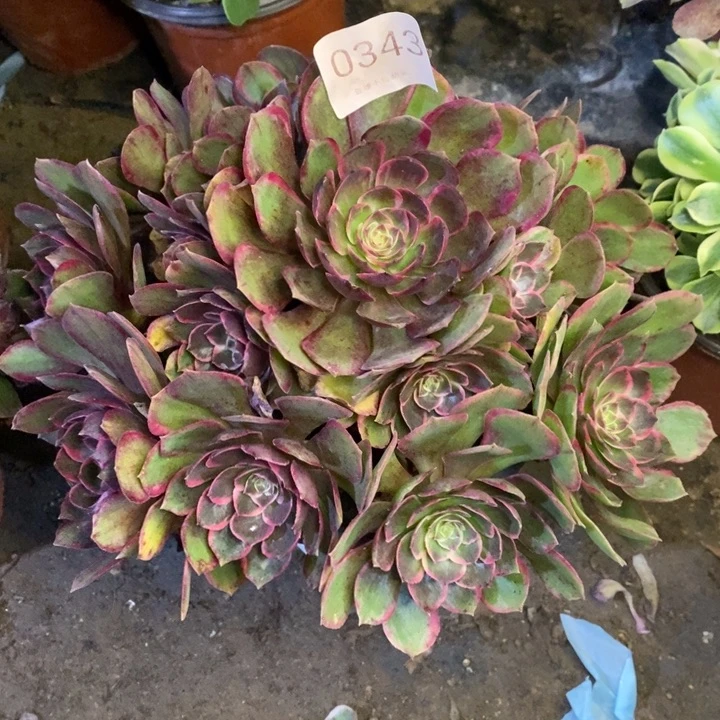 夜宴多肉断头不包0343