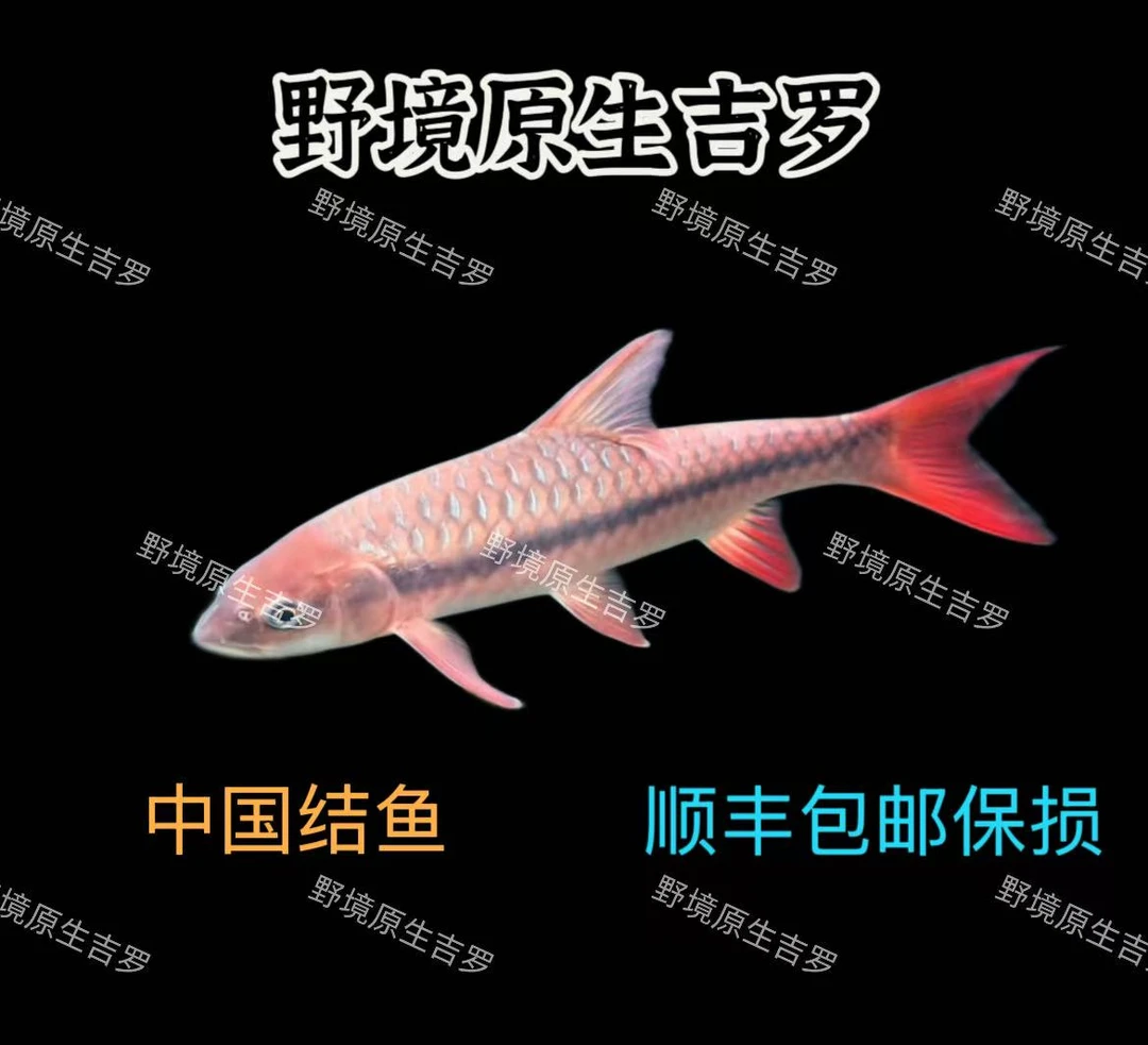 红吉罗 中国结鱼观赏鱼活体包邮包损原生鱼淡水观赏鱼苗