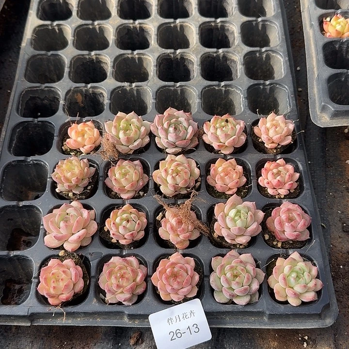 带颜色美尼体小包子二十颗量拍26-13侧门右四