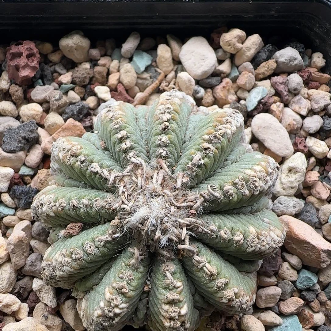 老花龙111111111111111