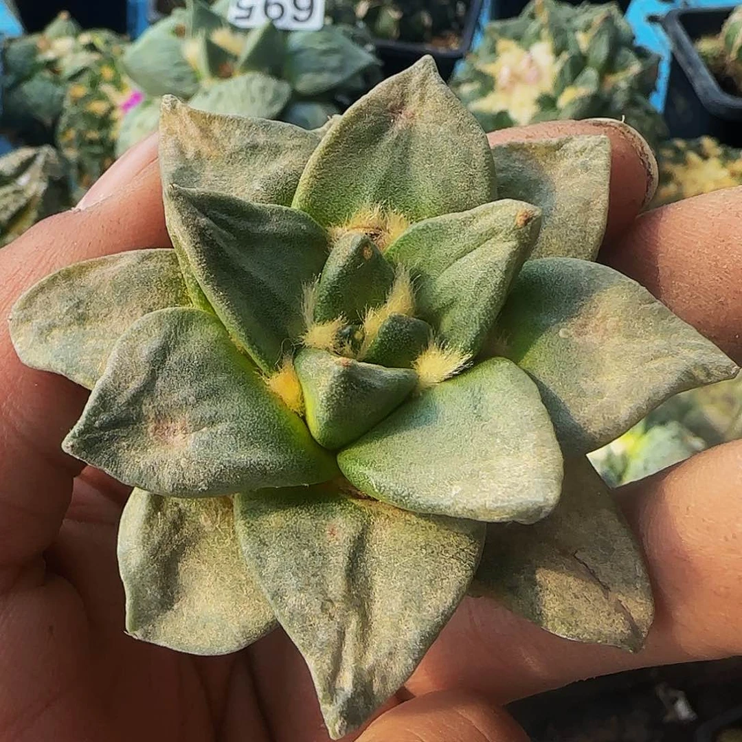 青瓷703刚出根的