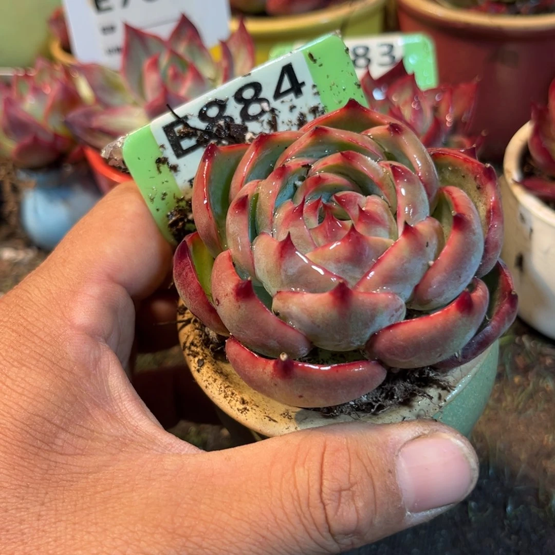 惊鸿一瞥884号多肉