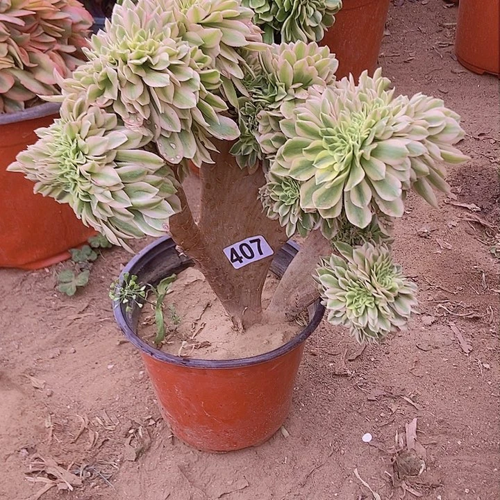 407颜宁老庄缀化老板子微瑕疵