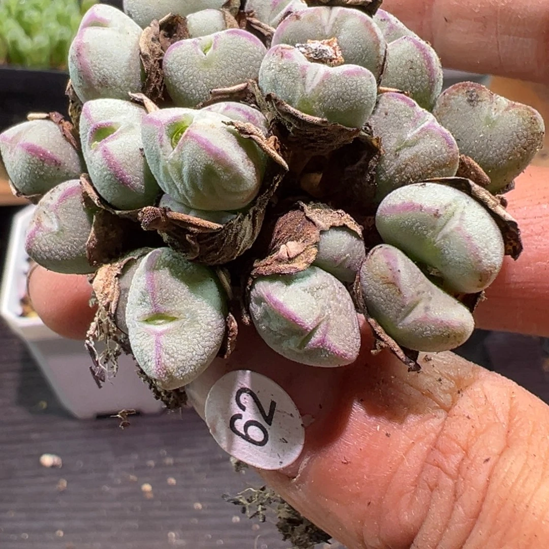 多肉植物111111111111