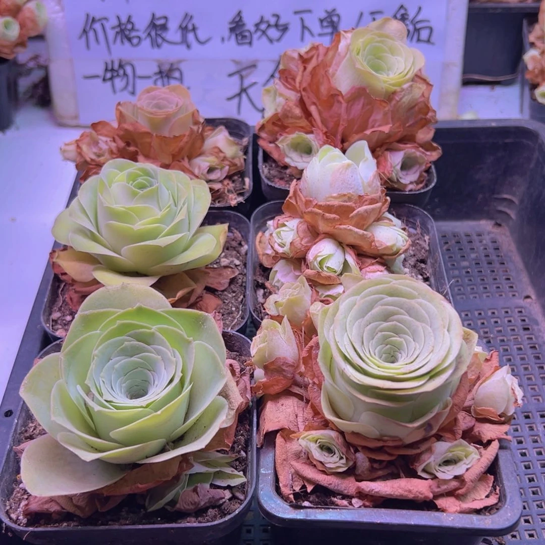 626 山地玫瑰一物一拍无售后