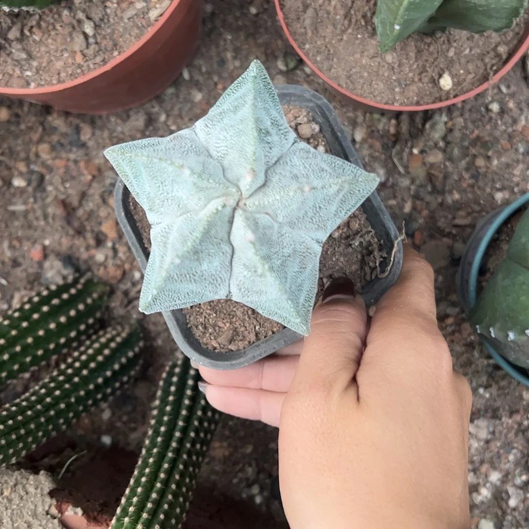 江***哥实生鸾凤玉一物一拍