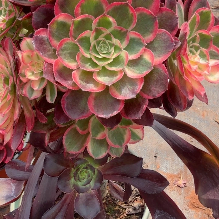 玉芙蓉砍头啊啊啊