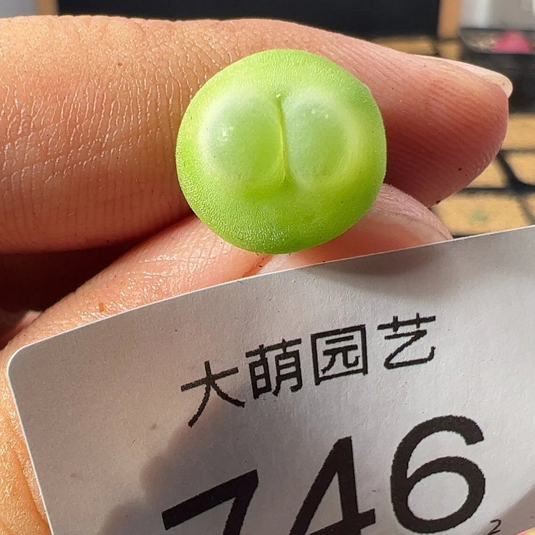 一物一拍。     746