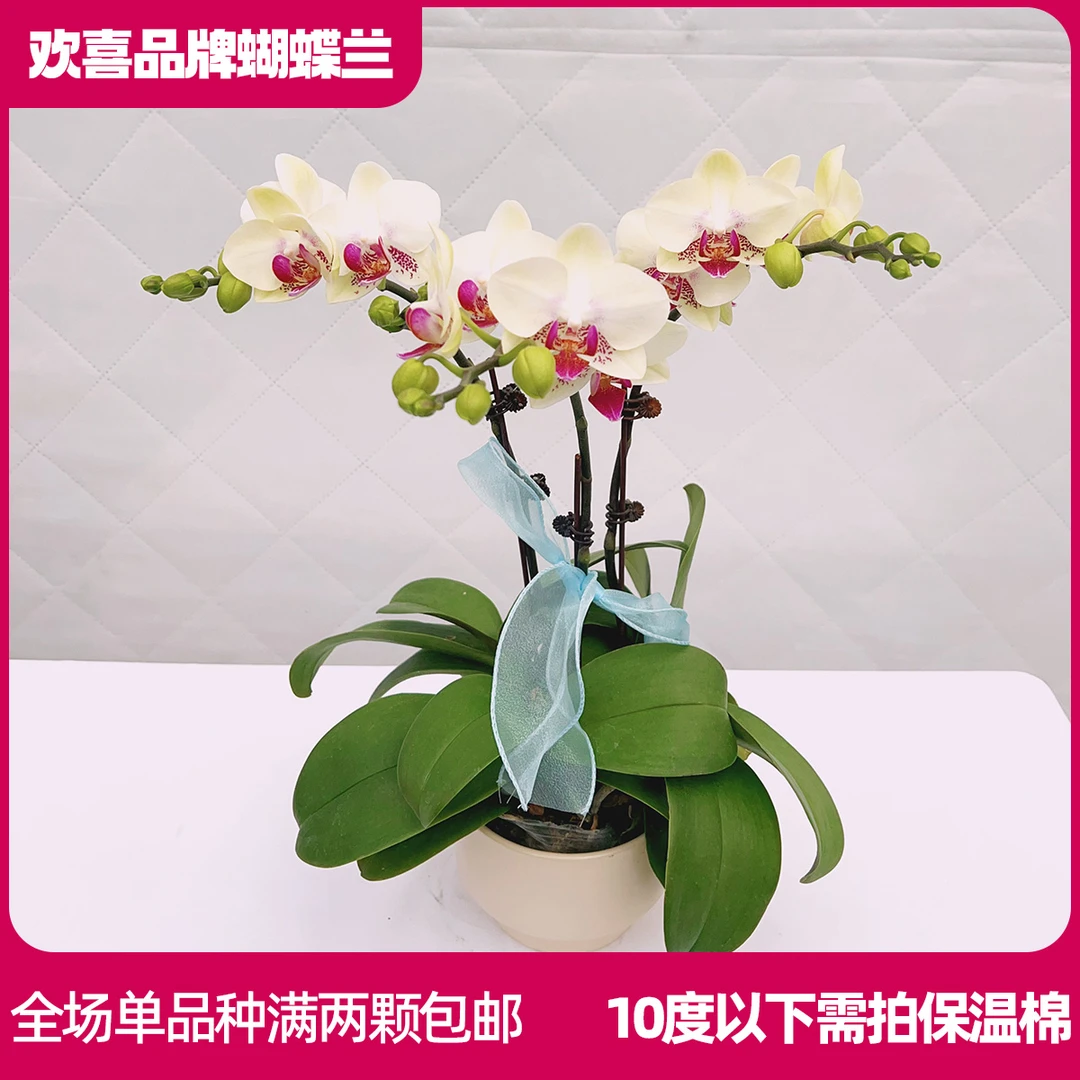 【绿熊3*3】精品蝴蝶兰鲜花绿植室内花盆景