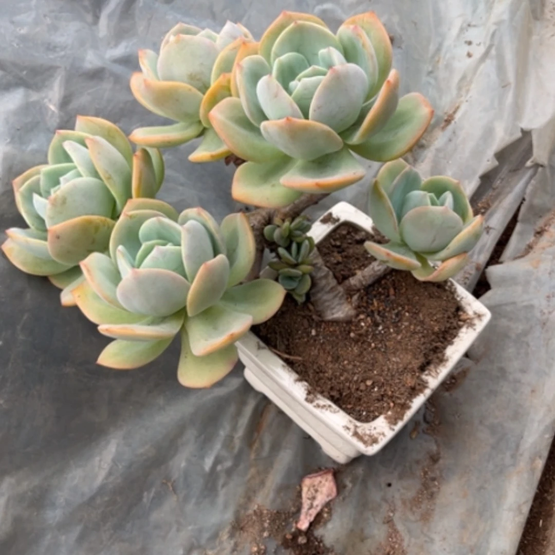 【闪购商品】无花朵龙