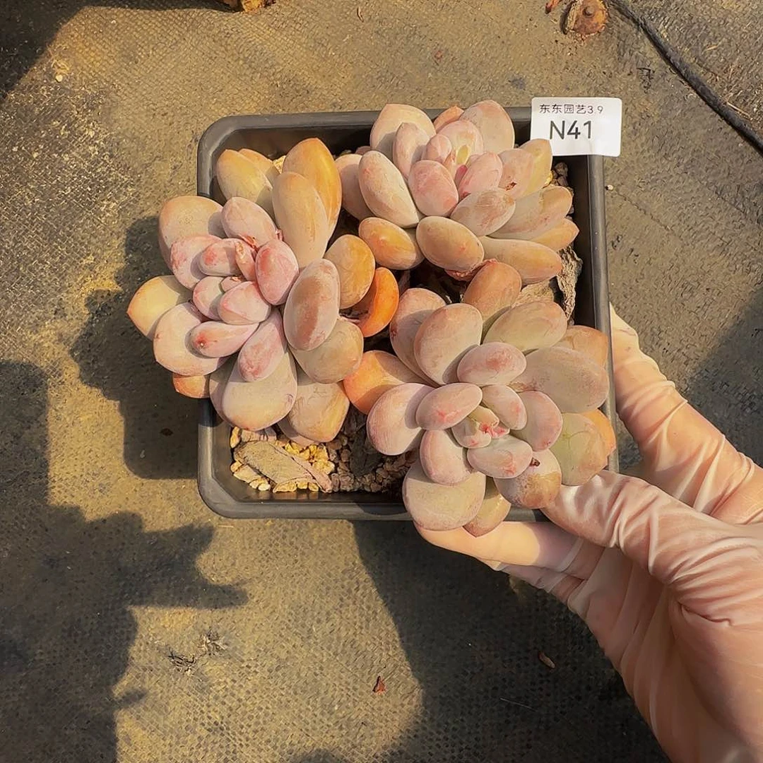 n n n n n n n n n 41