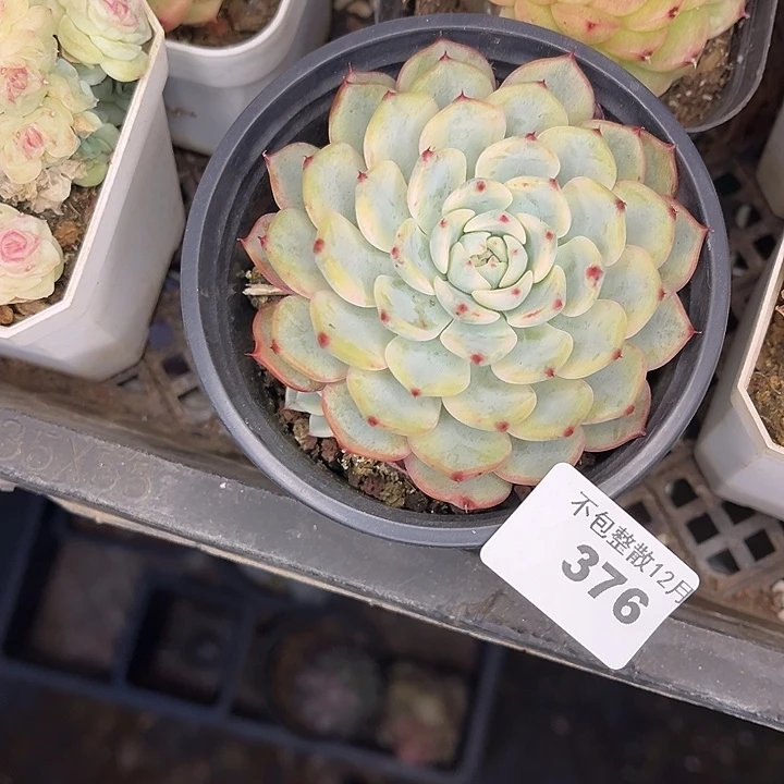 阿雅园艺。      376姬莲锦