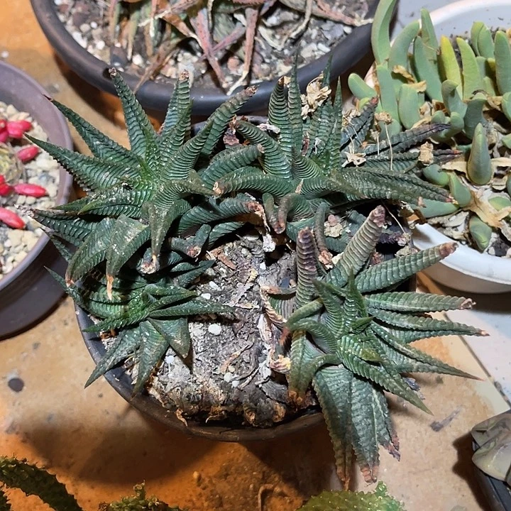 无花朵琉璃殿锦一物一拍