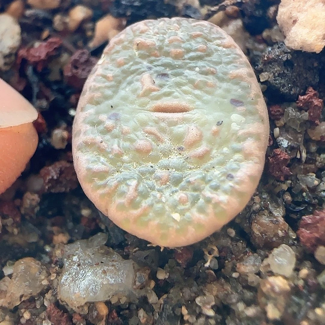 璇*脱土发货28包邮26716