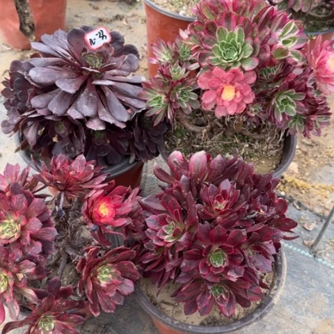 12-33有砍过处理不售后4多肉