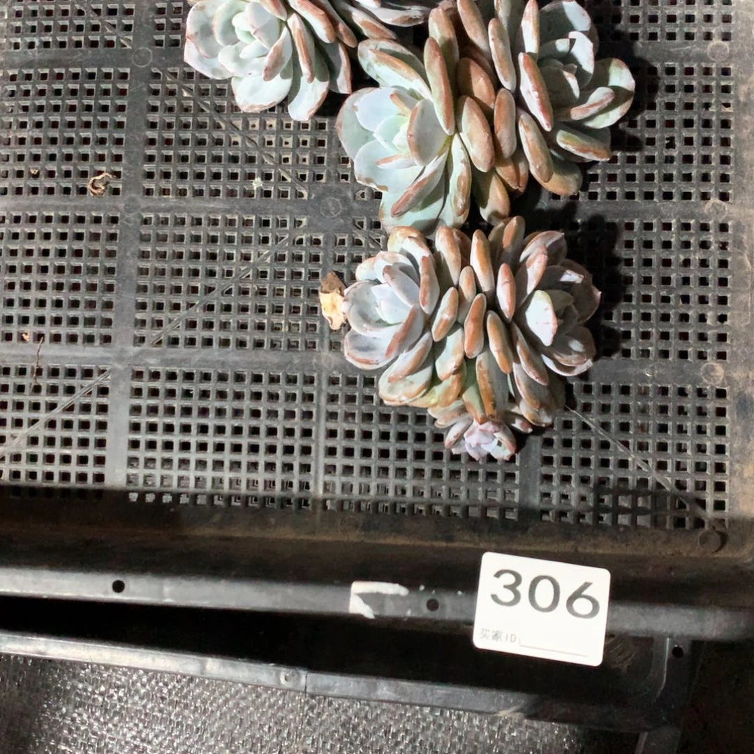 #306 不拍冷链不售后
