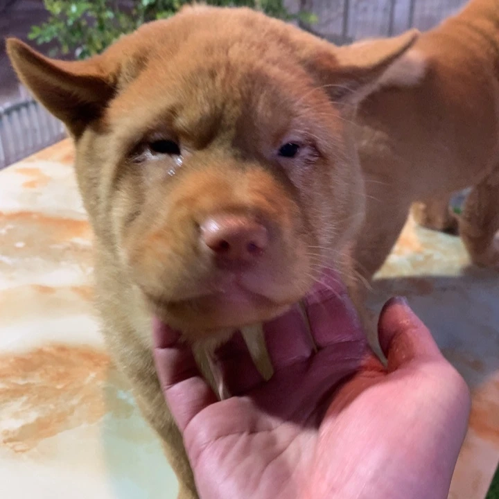 顽***、可爱中华田园犬五红