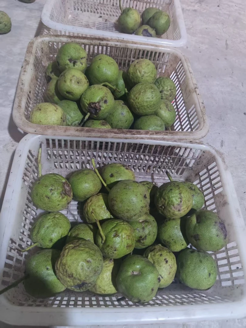 四座楼新摘青皮清库底代开（承诺成年、无运费险开后不退不换）