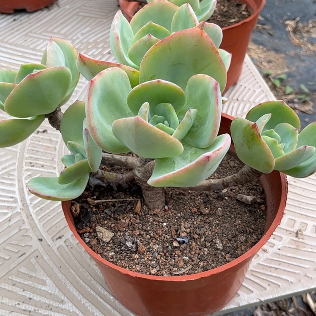 【闪购商品】无花朵夏*沫