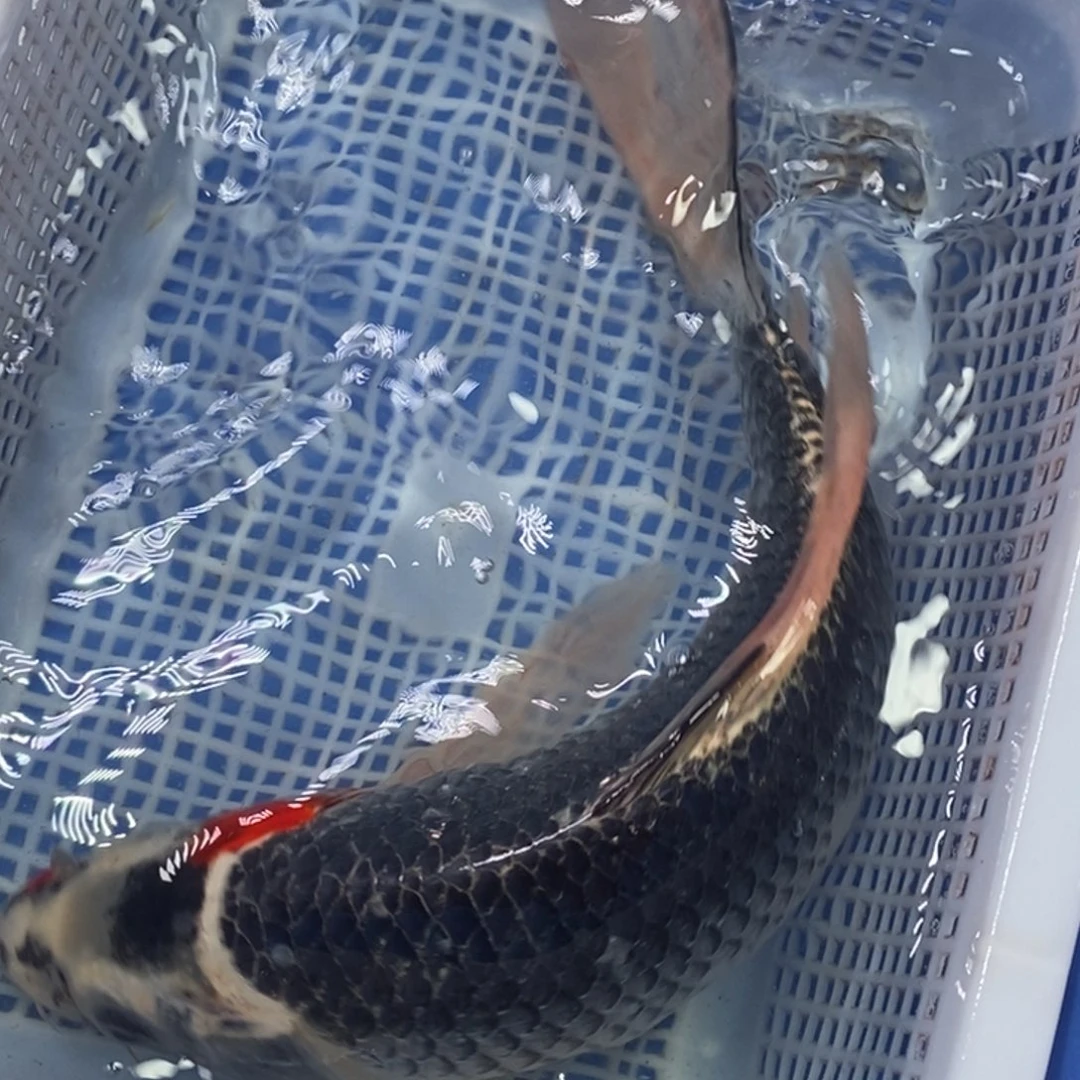 锦鲤冷水锦鲤包邮
