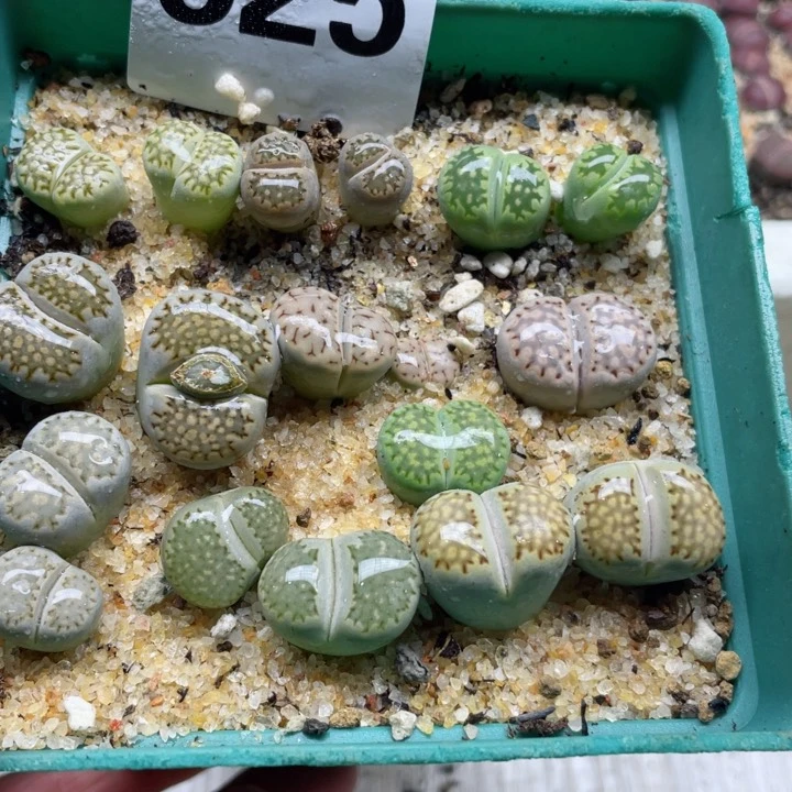 625母本彩饼干带盆