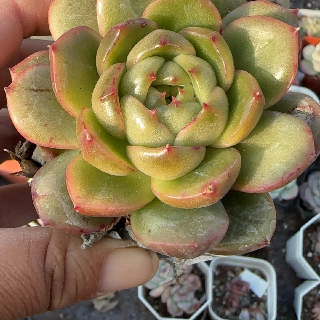 小卡拉米糖心一物一拍